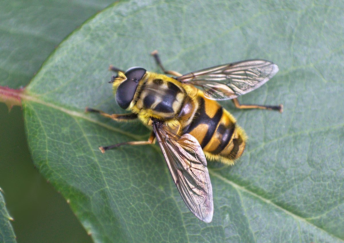 Batman - Myathropa florea